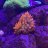 RugglesReef