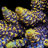 smacrophylia