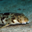 Reef_Tanks