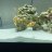 BennyBlenny