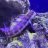 GoofyCorals