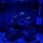 Saltwater_Reefing