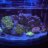AstroCoral