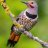 Northern Flicker