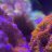 Nelsons_reef
