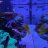 James210ReefLife