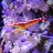 red reef