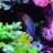 little_sardines