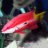 CubanHogFish