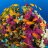 Reef News