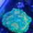 Reefboy1