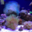 ScubaSteve-21