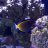 Bruce's Reef