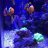 nano24Clownfish