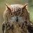 AngryOwl