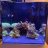 ReefAddict16
