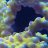 Photosynthetic