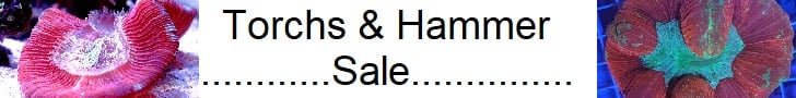 Torch SALE
