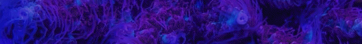 UNLEASH THE FULL POTENTIAL OF YOUR REEF