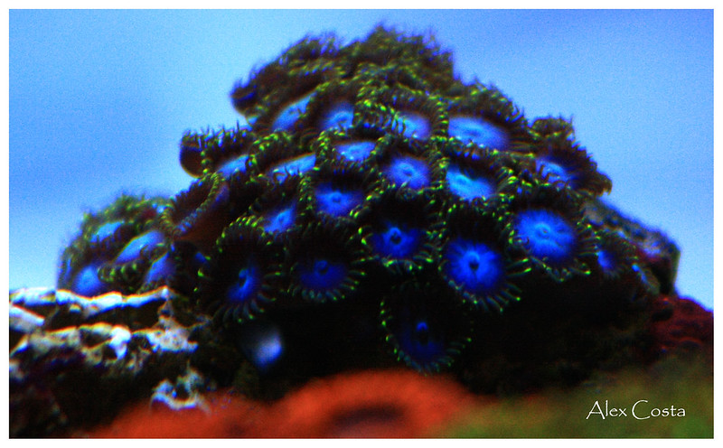 40686336193_045229e58d_c.jpg