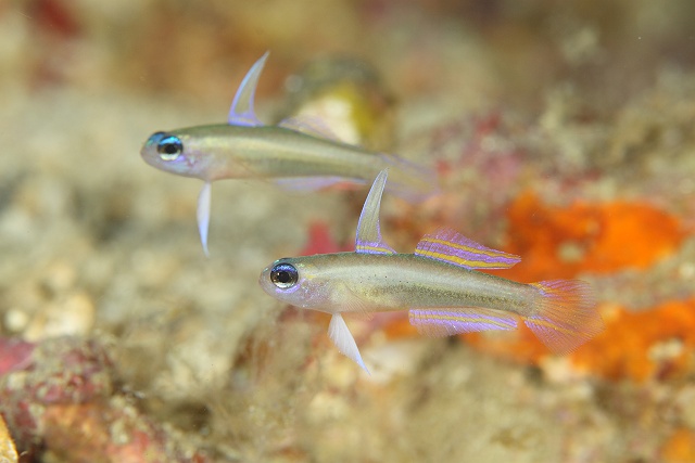reefbuilders.com
