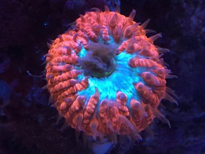 216519-19dd0eb8ab1de9b1cfa6dcf096af03e4.jpg