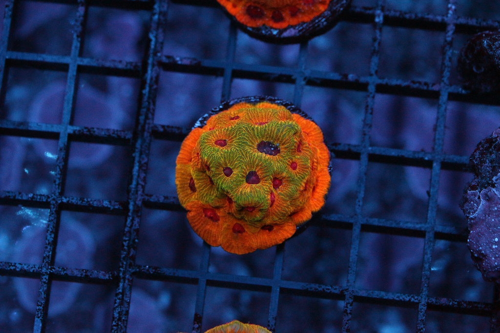 26624010941_557299a489_b.jpg