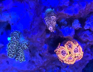 39718827252_ece52779eb_n.jpg
