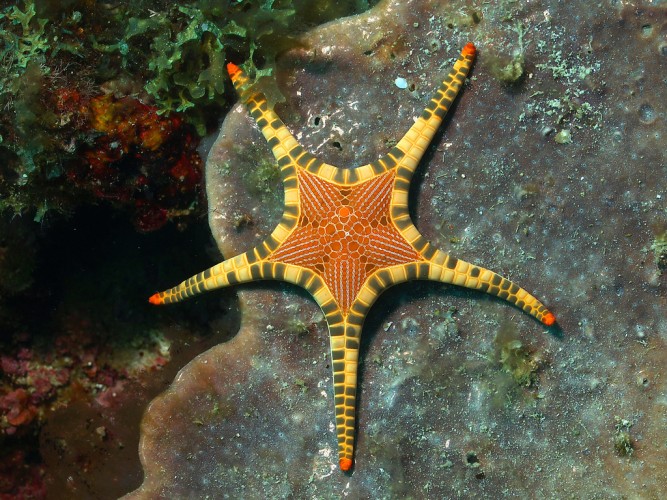 Iconaster-longimanus.jpg