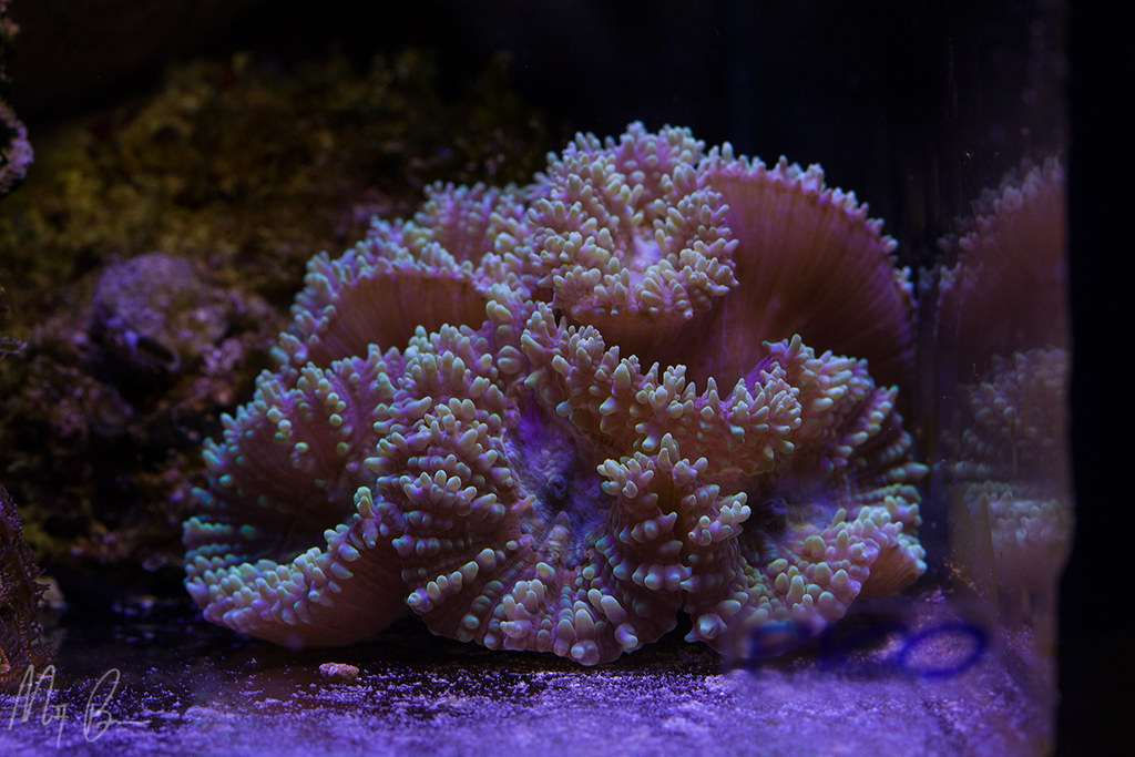 24596995014_802e65cd25_b.jpg