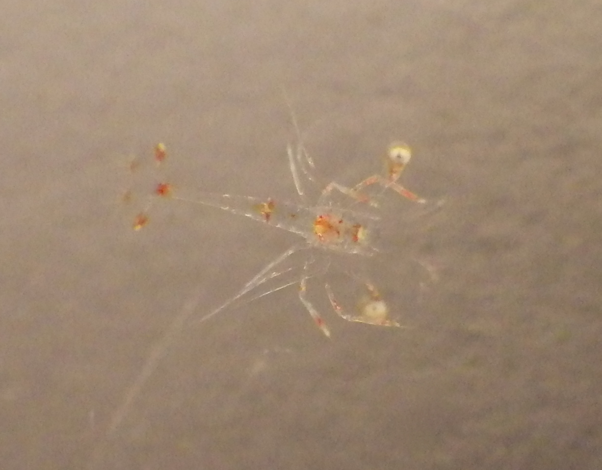 Lysmata wurdemanni | unspecified