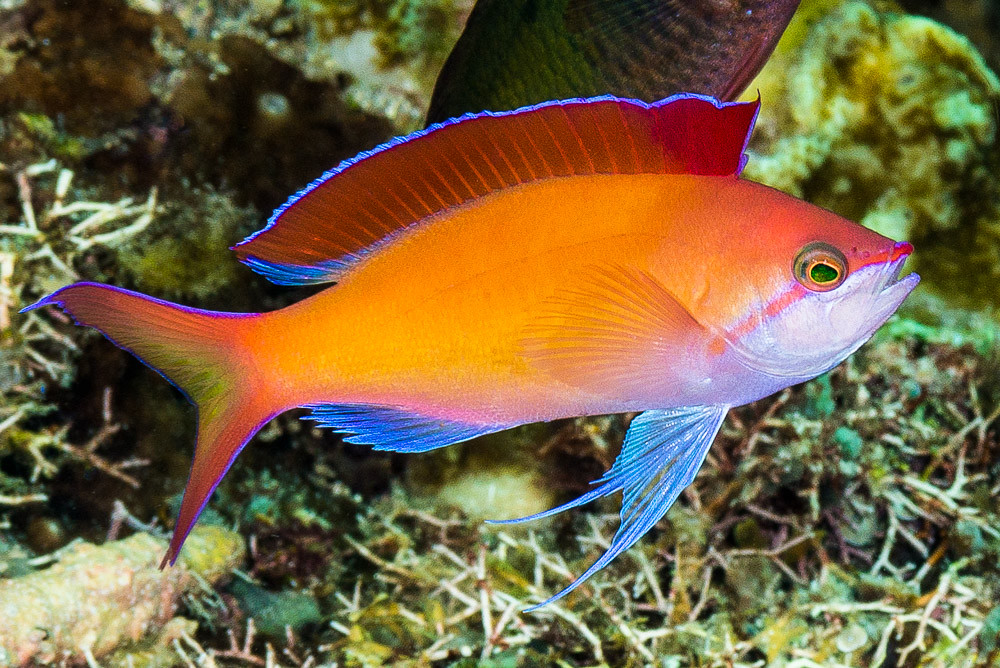 Redfin Anthias, male - Nemanthias dispar | (EN) Redfin Anthi… | Flickr