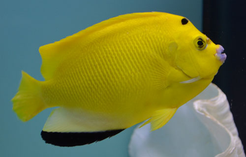 010512-flagfin.jpg