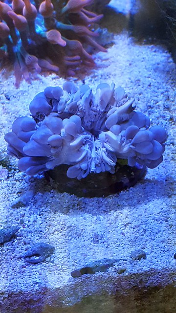 26459668507_06532717e2_z.jpg