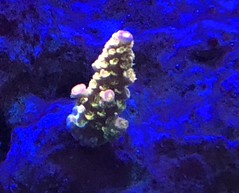 24773097167_246af605f0_m.jpg