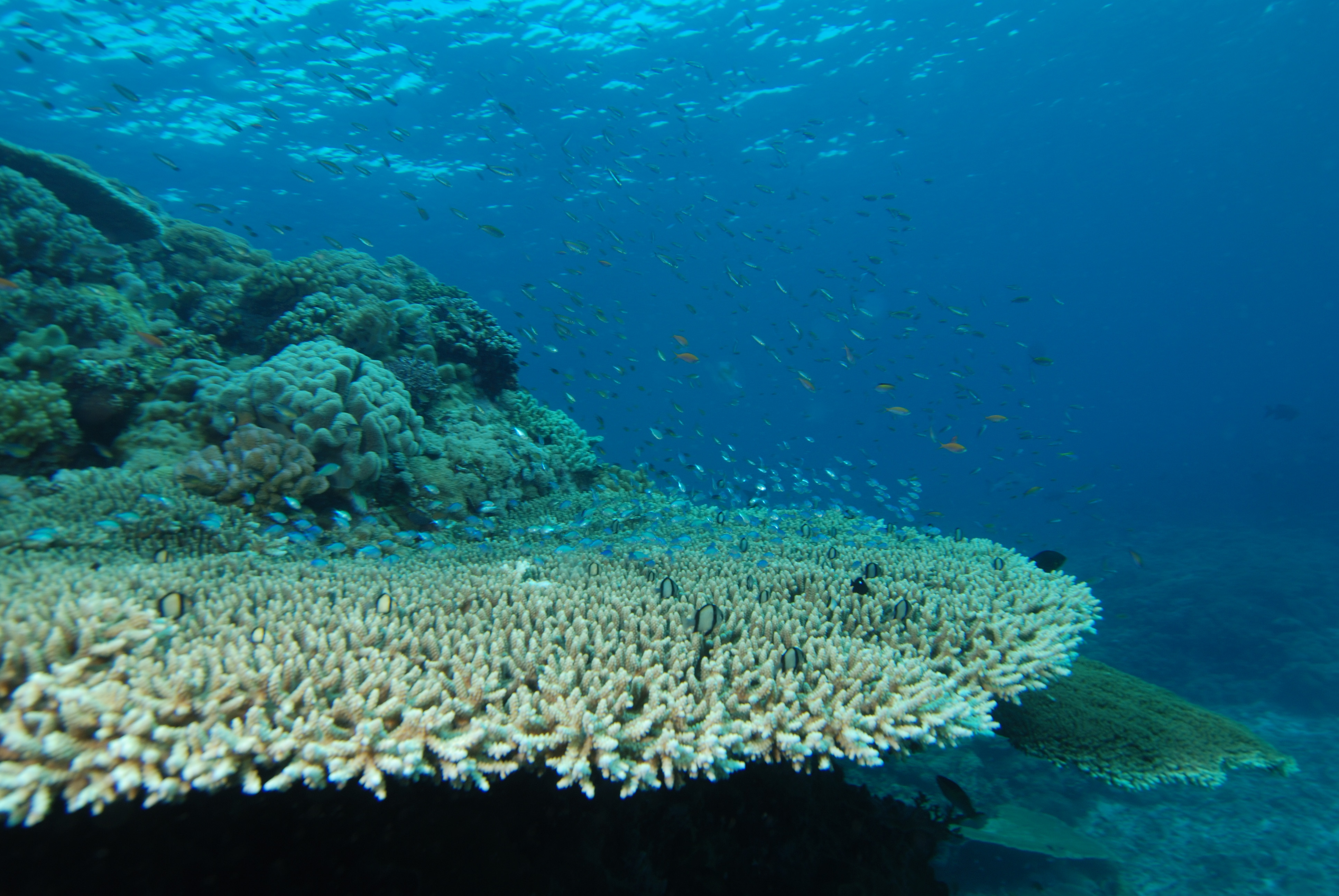 Acropora_pulchra.jpg