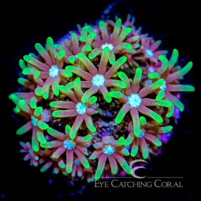 www.oceansgarden.com