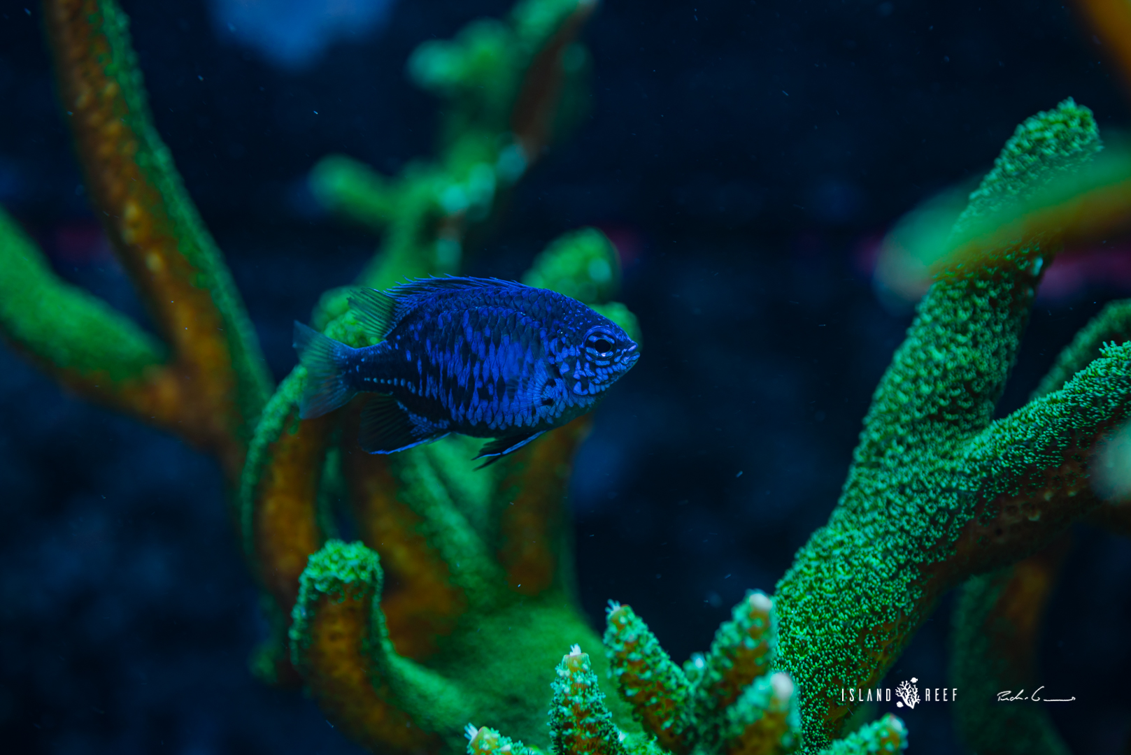 49162698681_c1e175cfa2_o.jpg