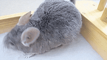 bath dust GIF