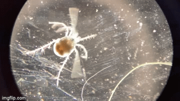 Water%20mite%202.gif