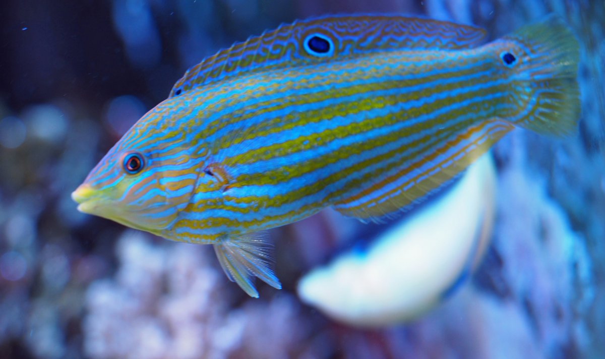 melanurus2019010601-jpg.1082503