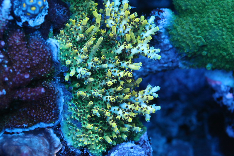 23386903945_d51916ed7c_c.jpg