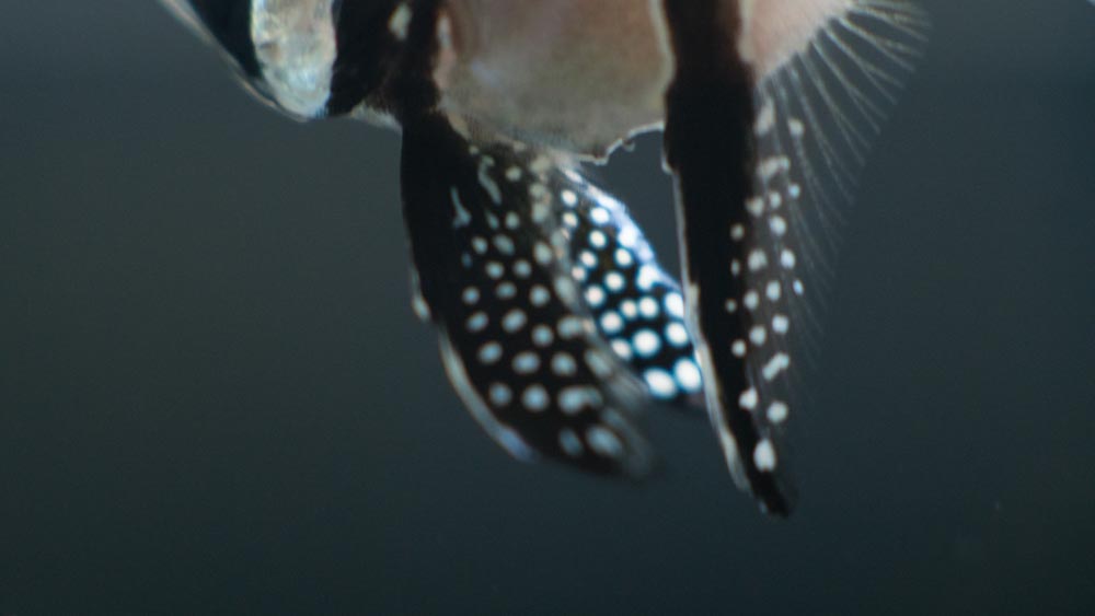 banggai-1-jpg.671567
