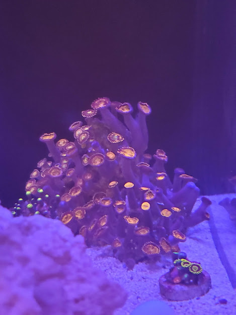 zoa-colony-when-purchased.jpg