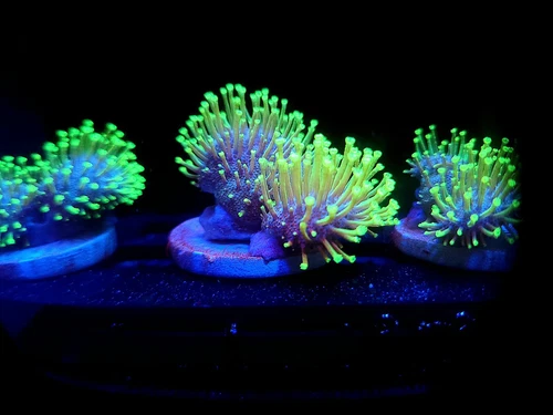 DayDream Aquatics Neon Polyp Leather Toadstool - WYSIWYG - Live Coral Frag