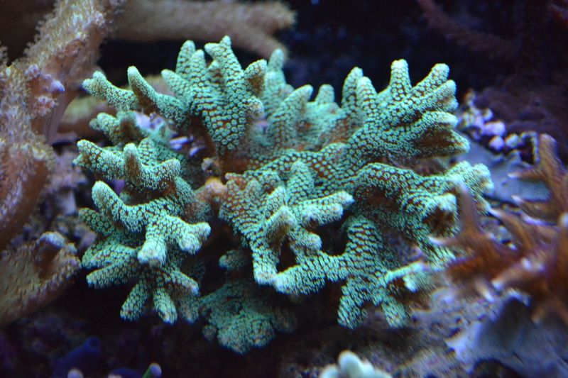 dsc_0011.jpg