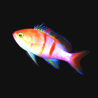 reefs.com