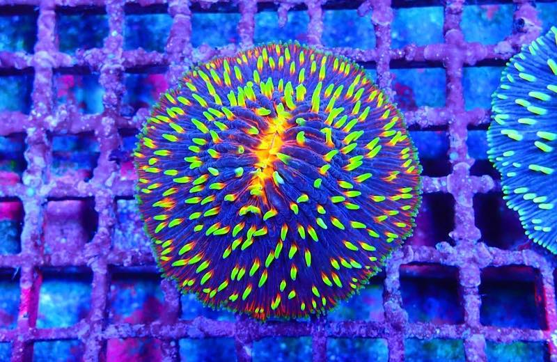 cycloseris-fireworks.jpg