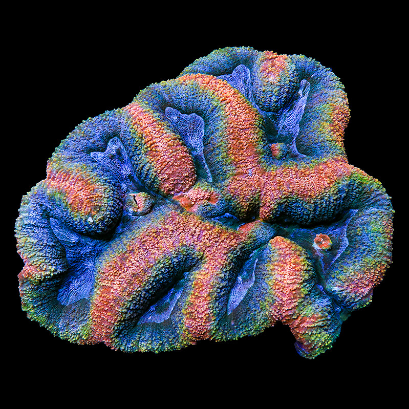 51483214237_c38f870e8d_c.jpg