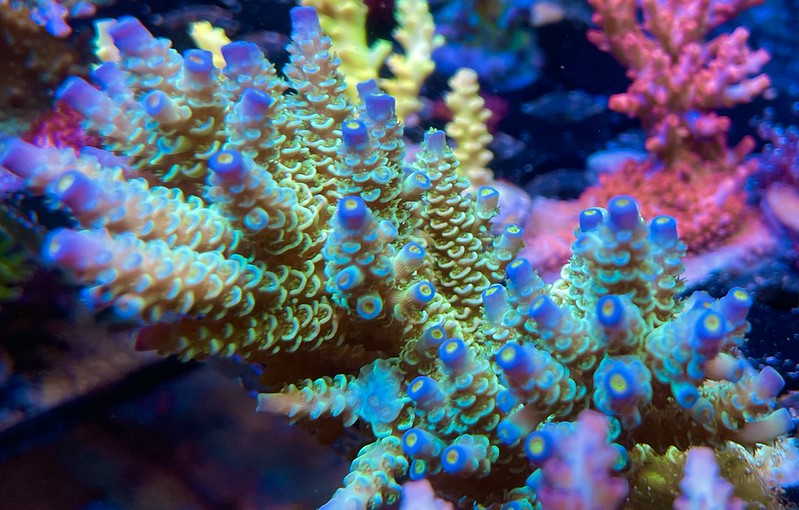 52243361856_c0b8bb9dd8_c.jpg